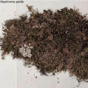 5. nephroma parile.jpg